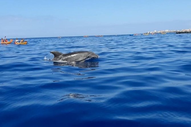 Kayak with Dolphin & Turtle Watching Private Tour - Sunset, photographs, and the private format
