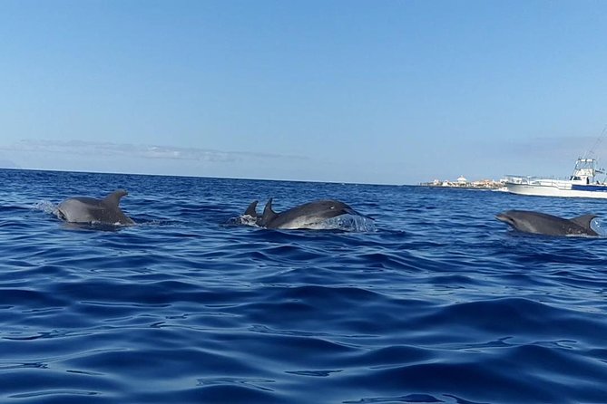 Kayak with Dolphin & Turtle Watching Private Tour - Pickup, timing, and cancellation