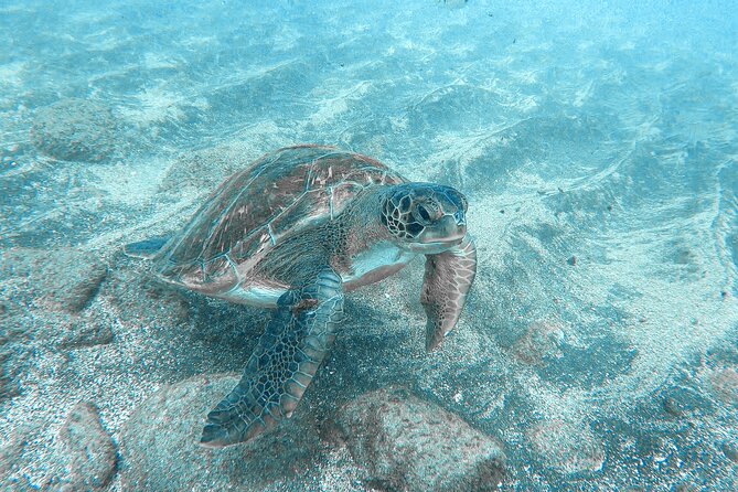 Kayaking + snorkeling with turtles - What the $54.44 price really covers
