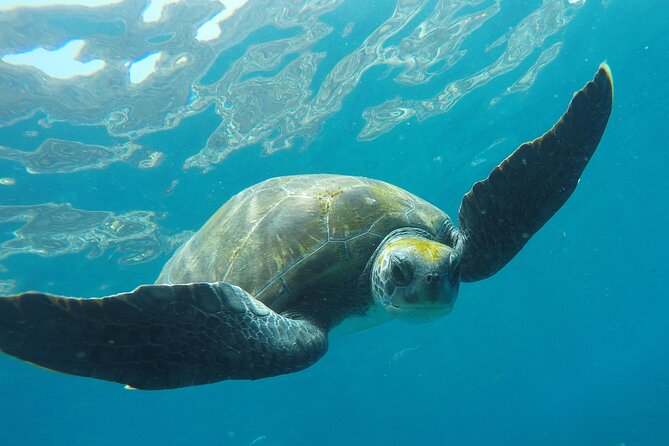 Kayaking + snorkeling with turtles - Snorkeling in the turtle area
