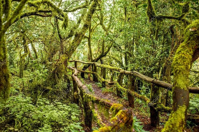 La Gomera Day Trip from Tenerife - The guide, language mix, and pace of the day