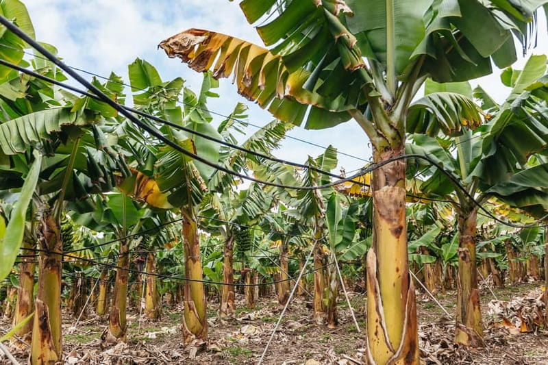 La Orotava: Eco Banana Plantation Tour with Banana Liquor - Key points at a glance