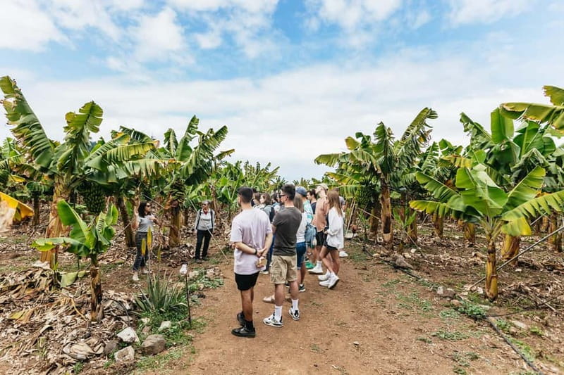 La Orotava: Eco Banana Plantation Tour with Banana Liquor - Walking between the banana plants