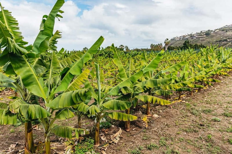 La Orotava: Eco Banana Plantation Tour with Banana Liquor - The guide makes the difference