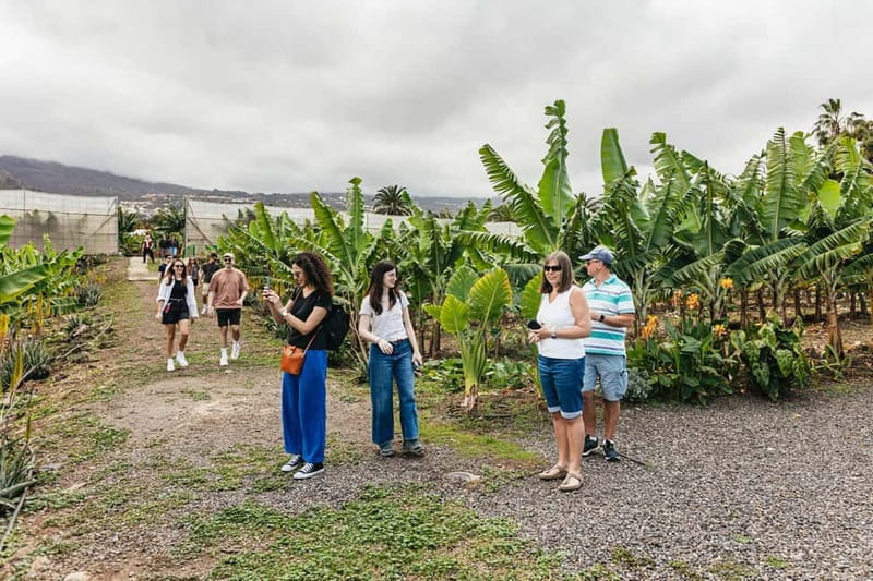 La Orotava: Eco Banana Plantation Tour with Banana Liquor - Who should book this plantation tour?