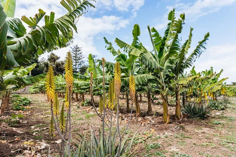 La Orotava: Eco Banana Plantation Tour with Banana Liquor - Practical details before you go