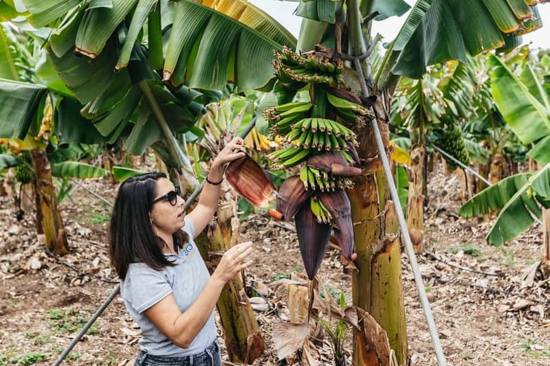 La Orotava: Eco Banana Plantation Tour with Banana Liquor - Meeting the farm in La Orotava