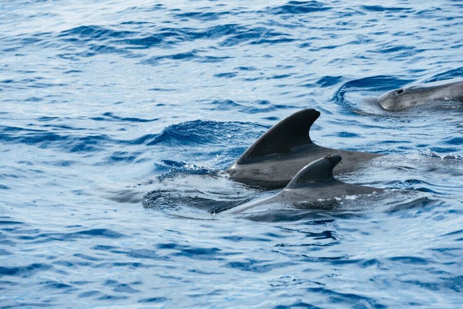 Las Galletas: Whale & Dolphin Tour with Local Skipper - Setting out from dock number 2 in Las Galletas