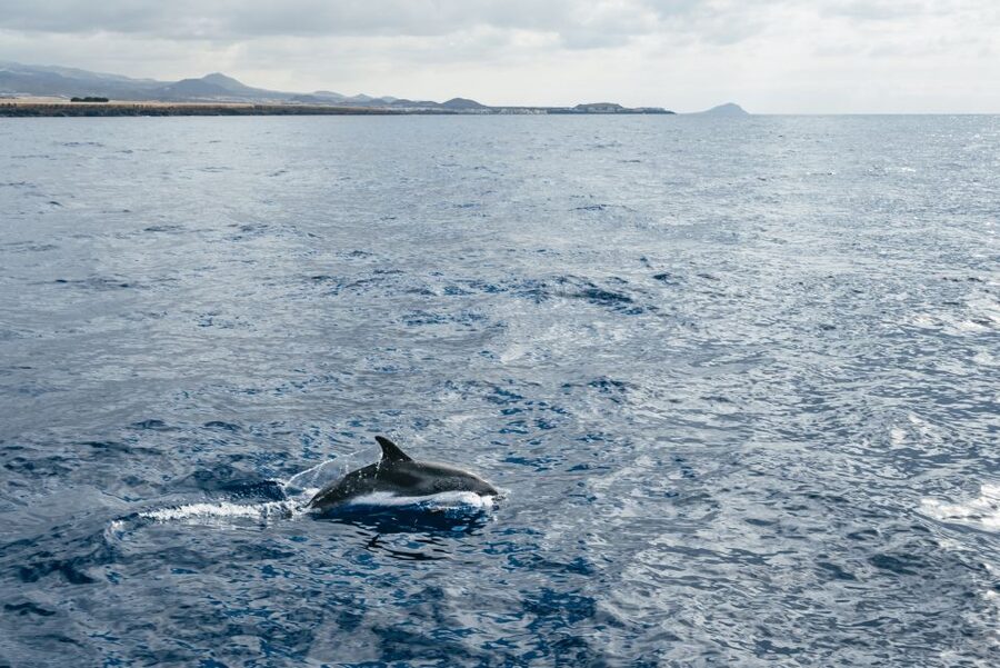 Las Galletas: Whale & Dolphin Tour with Local Skipper - What the small yacht changes