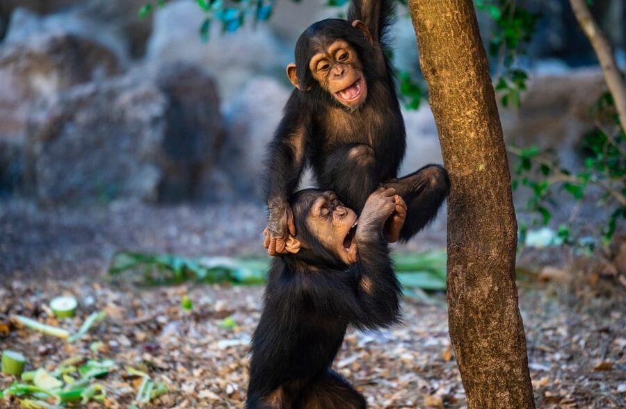 Loro Parque and Siam Park Combined Admission Tickets - Kinderlandia for younger children