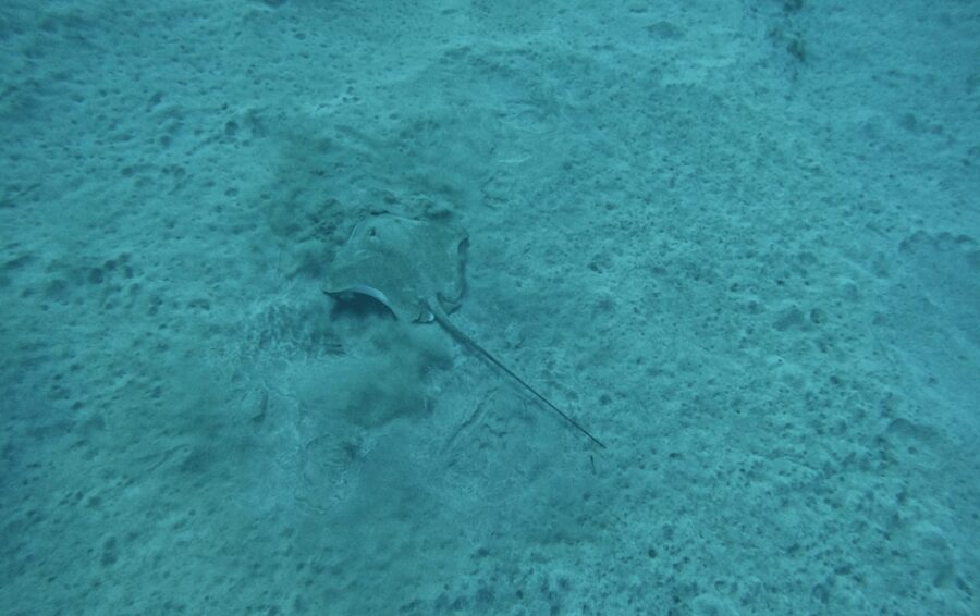Los Cristianos: Basic Diver Course - Key points at a glance