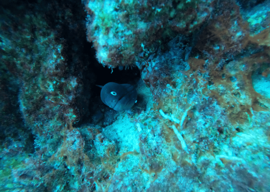 Los Cristianos: Basic Diver Course - Your first underwater lesson in Los Cristianos