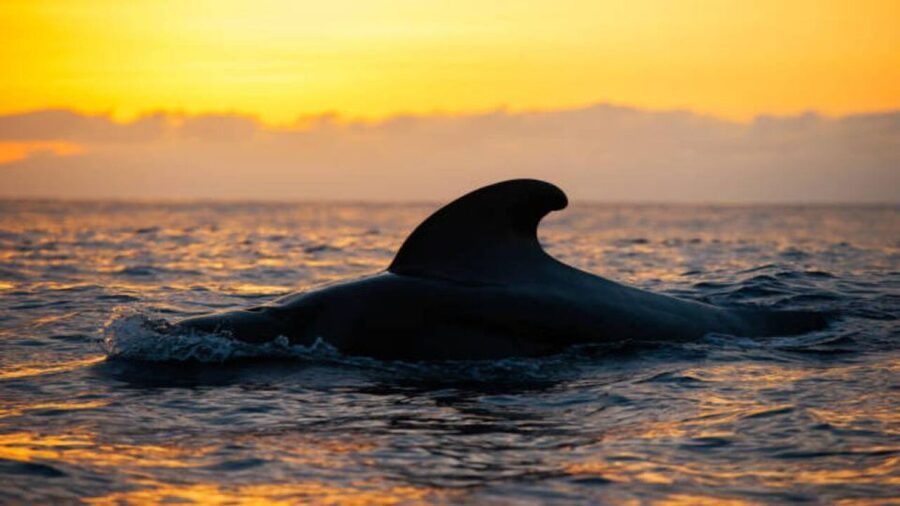 Los Cristianos: Eco Yacht Whale Watching Tour at Sunset - Key points to know before you book
