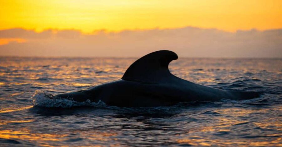 Los Cristianos: Eco Yacht Whale Watching Tour at Sunset - Why this sunset trip works so well