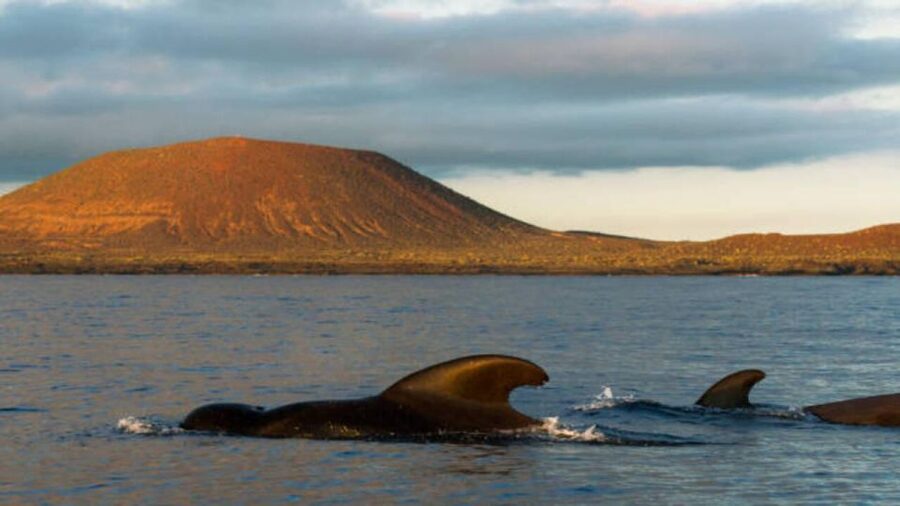 Los Cristianos: Eco Yacht Whale Watching Tour at Sunset - Around Los Cristianos: the wildlife search