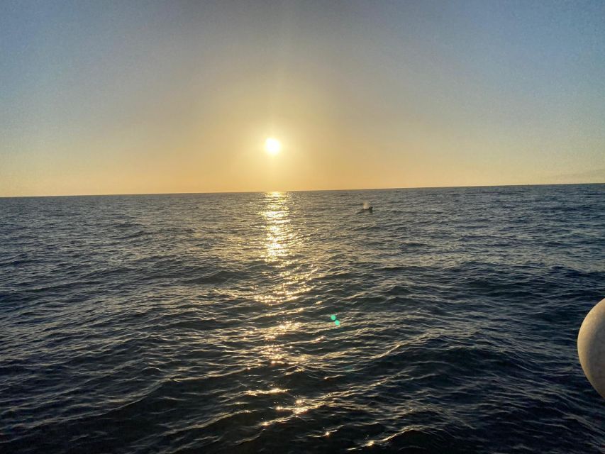 Los Cristianos: Eco Yacht Whale Watching Tour at Sunset - Seasickness, clothing, and comfort
