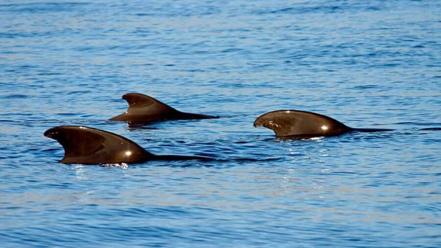 Los Cristianos: Eco Yacht Whale Watching Tour at Sunset - What the $17 price really buys you