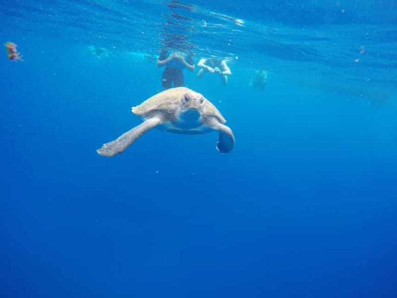 Los Cristianos: Kayak and Snorkel with Turtles and Photos - Practical tips for a better paddle