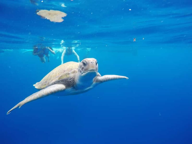 Los Cristianos: Kayak and Snorkel with Turtles and Photos - Starting beside Los Cristianos Beach