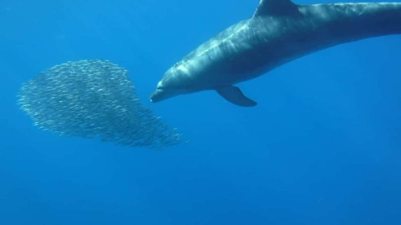 Los Cristianos: Kayak and Snorkel with Turtles and Photos - Is $34 good value for three hours?
