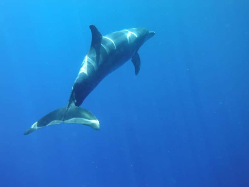 Los Cristianos: Kayak and Snorkel with Turtles and Photos - Paddling out along Tenerife’s black volcanic coast