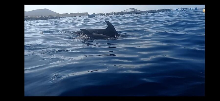 Los Cristianos: Kayak & Snorkel Tour with turtles and photos included - Starting from El Carmen and reaching the beach
