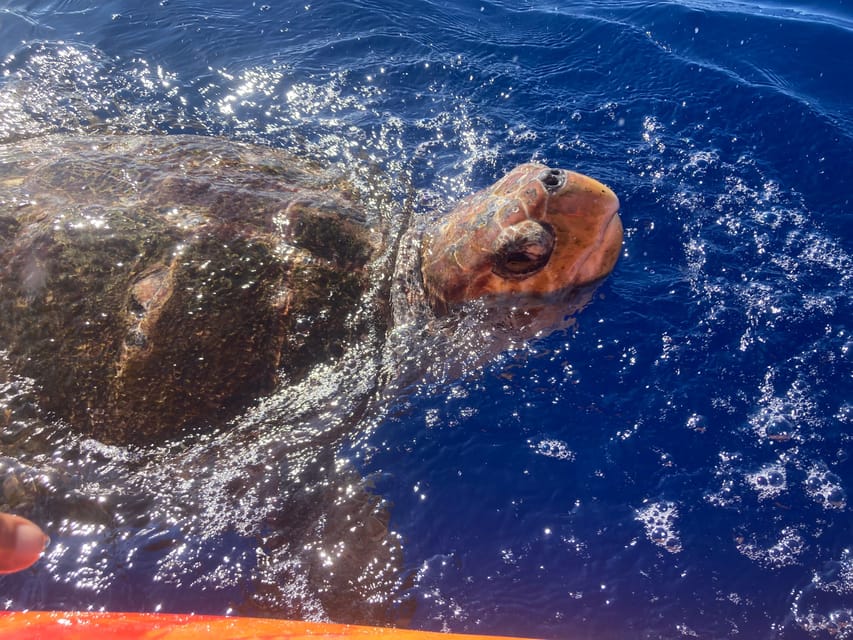 Los Cristianos: Kayak & Snorkel Tour with turtles and photos included - Snorkeling near Palm Mar Cave