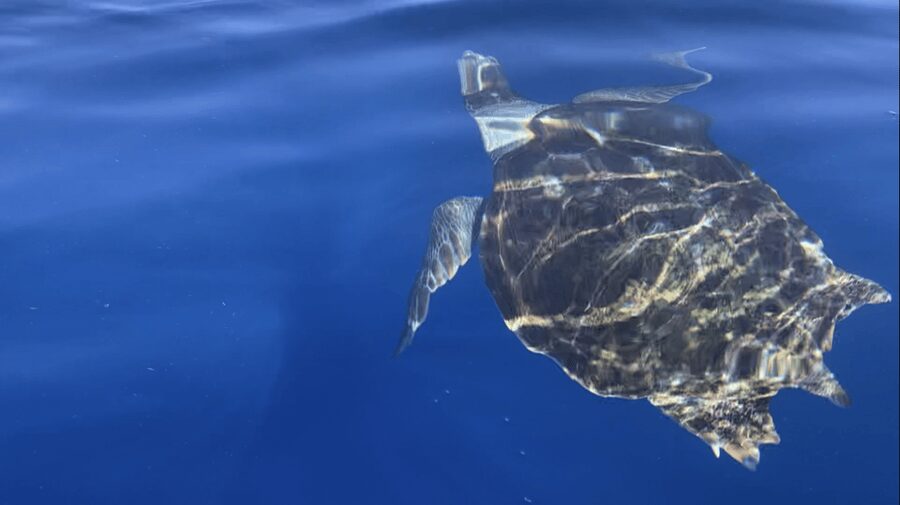 Los Cristianos: Kayak & Snorkel Tour with turtles and photos included - What is included for the $31 price