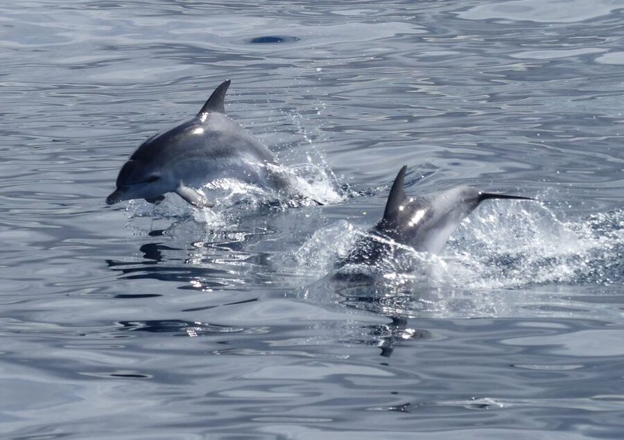 Los Cristianos Respectful No-Chase Whale and Dolphin Safari - A quieter way to watch whales from Los Cristianos