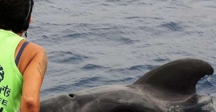 Los Cristianos Respectful No-Chase Whale and Dolphin Safari - Practical advice for a smoother departure