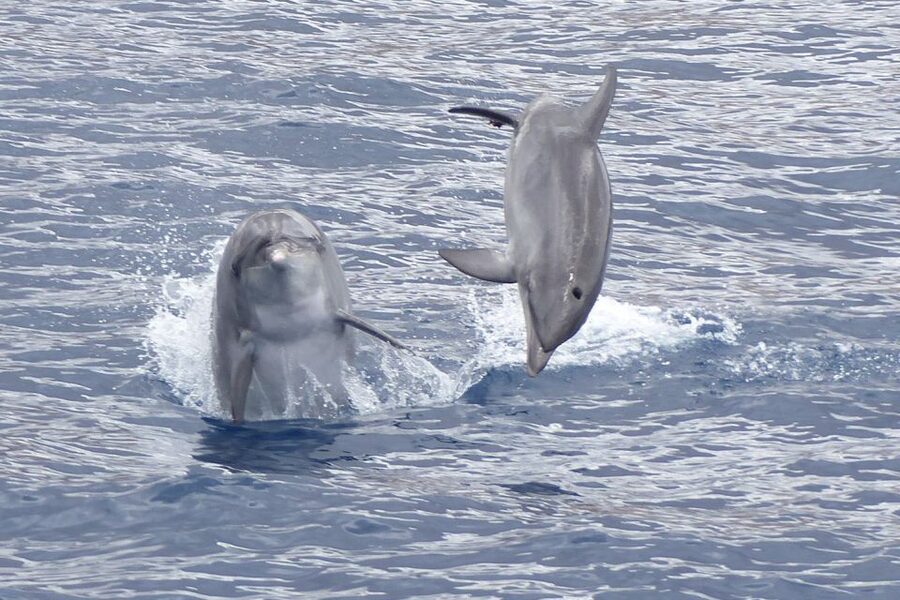 Los Cristianos Respectful No-Chase Whale and Dolphin Safari - Finding Zone A at Puerto Los Cristianos