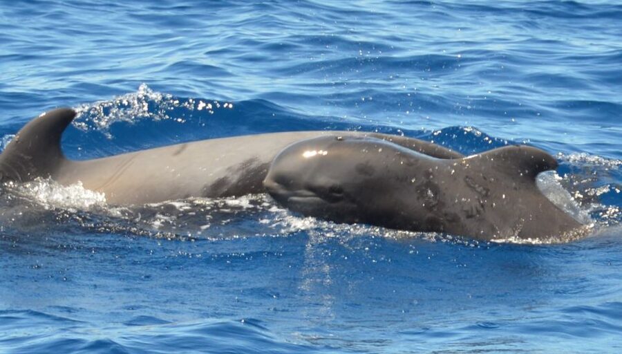 Los Cristianos Respectful No-Chase Whale and Dolphin Safari - Turtles, tuna, flying fish, and the unexpected sightings