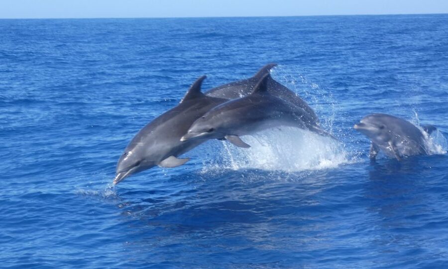 Los Cristianos Respectful No-Chase Whale and Dolphin Safari - What the guides add to the trip