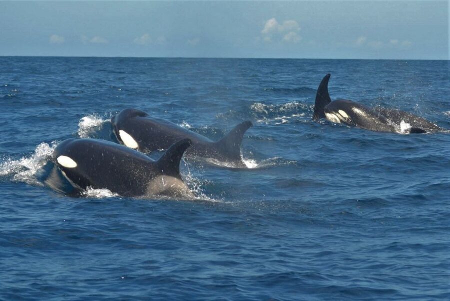 Los Cristianos Respectful No-Chase Whale and Dolphin Safari - Conservation support and what it means