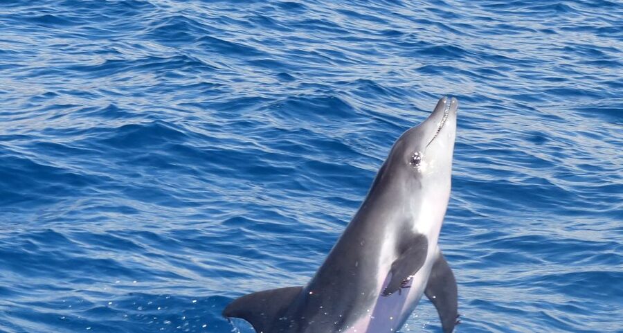 Los Cristianos Respectful No-Chase Whale and Dolphin Safari - The Bahriyeli ketch and your two hours at sea