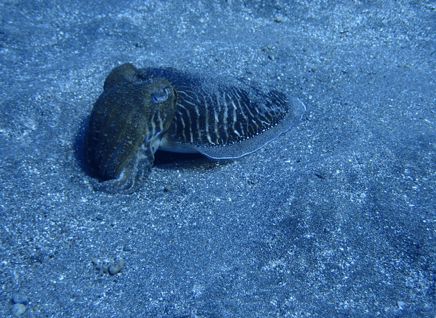 Los Cristianos: Try Dive for beginners - Key points to know before booking
