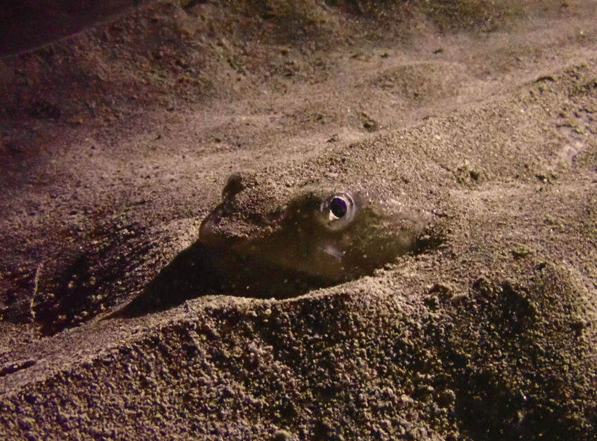Los Cristianos: Try Dive for beginners - Entering the water in Los Cristianos