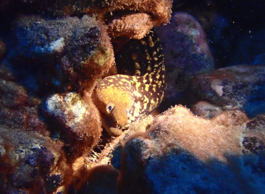 Los Cristianos: Try Dive for beginners - Why a second descent can be worthwhile
