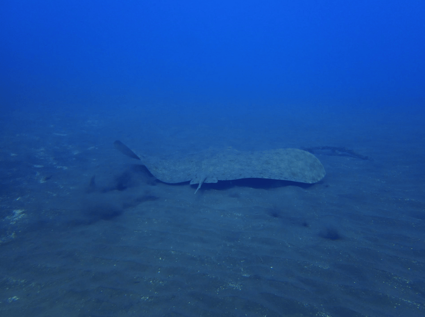Los Cristianos: Try Dive for beginners - What the $94 price really covers