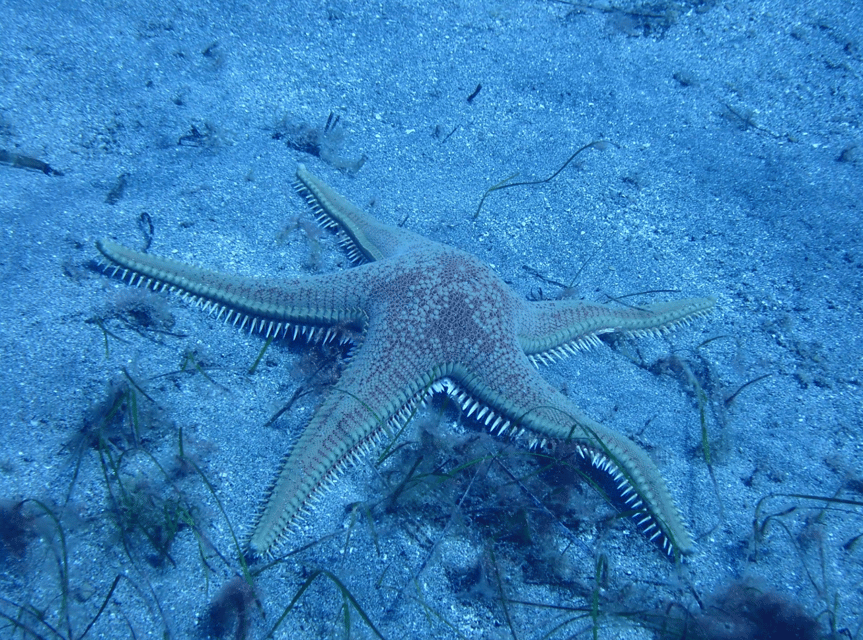 Los Cristianos: Try Dive for beginners - The practical rhythm of the three hours