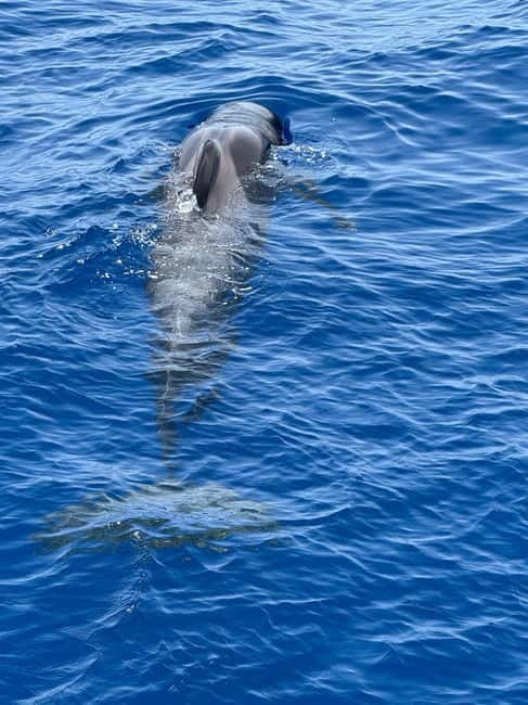 Los Cristianos: Viking Cruise Whales & Dolphins Watching - Key points to know before you sail