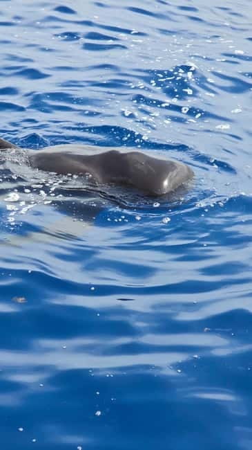 Los Cristianos: Viking Cruise Whales & Dolphins Watching - Sailing Ragnarok from Los Cristianos