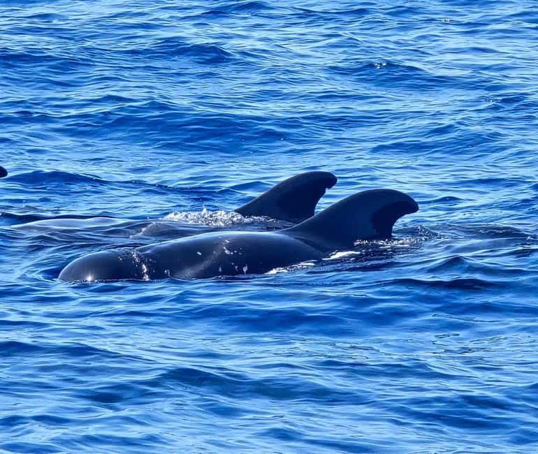 Los Cristianos: Viking Cruise Whales & Dolphins Watching - Comfort, facilities, and the hard truth about seasickness