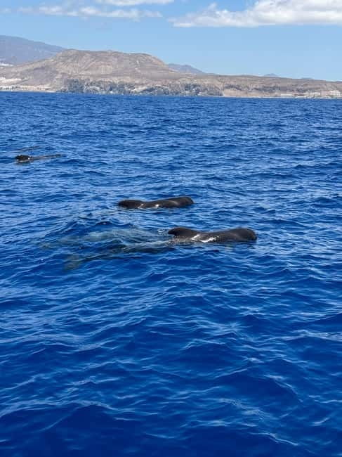 Los Cristianos: Viking Cruise Whales & Dolphins Watching - Booking decision: should you choose Ragnarok?