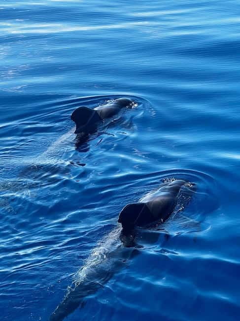 Los Cristianos: Whale Watching Cruise w/Swim Stop & Drinks - The swimming stop near cliffs and beaches