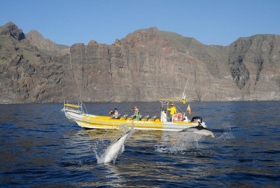 Los Gigantes: Dolphin and Whale Watching Cruise by Speedboat - Key points to know before you book