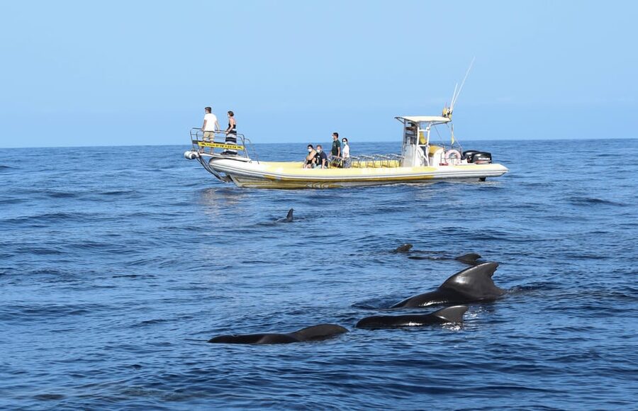 Los Gigantes: Dolphin and Whale Watching Cruise by Speedboat - A small boat with a big view from Los Gigantes