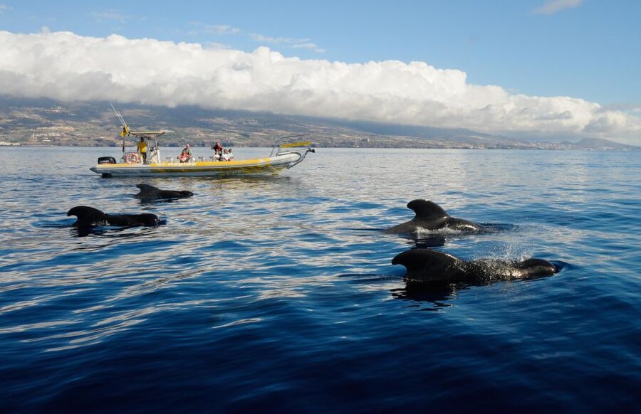 Los Gigantes: Dolphin and Whale Watching Cruise by Speedboat - Wildlife watching with Luca, Alejandro, or Alessandro