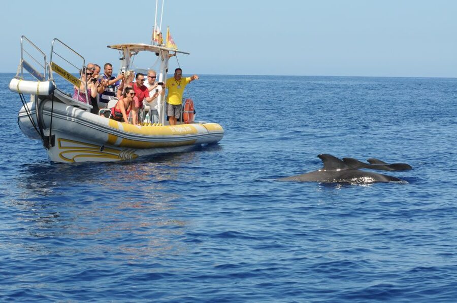 Los Gigantes: Dolphin and Whale Watching Cruise by Speedboat - Who should book this speedboat trip?