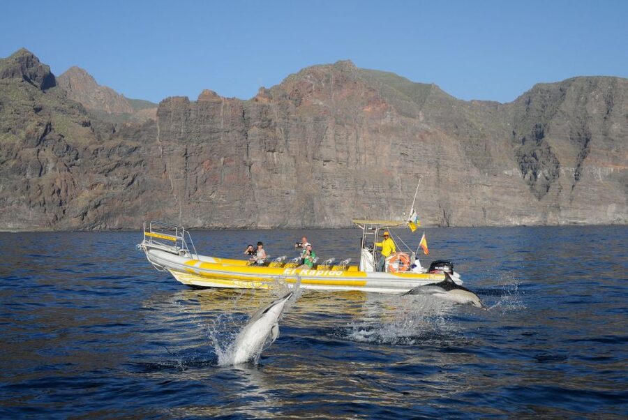 Los Gigantes: Dolphin and Whale Watching Cruise by Speedboat - Practical advice for a smooth departure